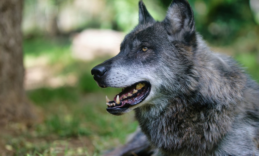 Image 31: Vivre les missions d’un soigneur au Touroparc Zoo