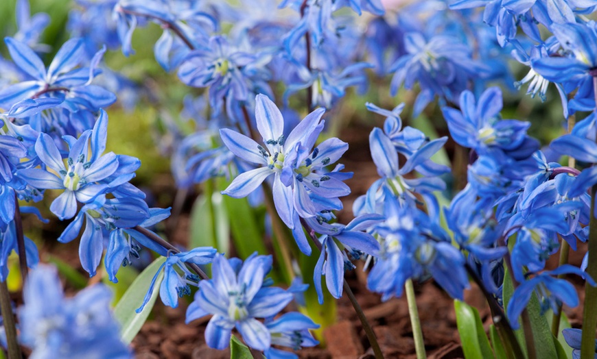 Image 9: Bollen van 6 verschillende soorten blauwe en witte bloemen