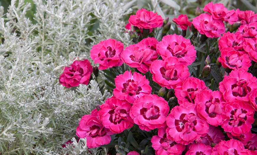 Image 4: Dianthus Early Love