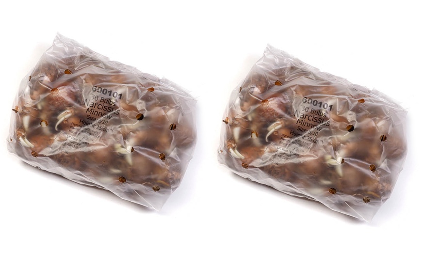 Image 7: 30 or 60 Narcissus 'Minnow' Spring Flowering Bulbs