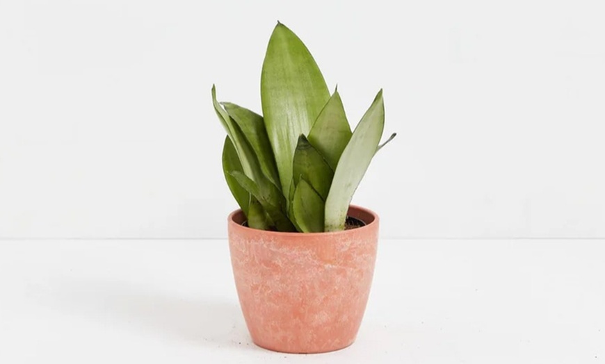 Image 4: Lively Root Deal: Small Indoor Houseplant Collection with Eco-Pot Planter