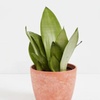 Image 4: Lively Root Deal: Small Indoor Houseplant Collection with Eco-Pot Planter