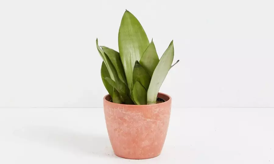 Lively Root Deal: Small Indoor Houseplant Collection with Eco-Pot Planter