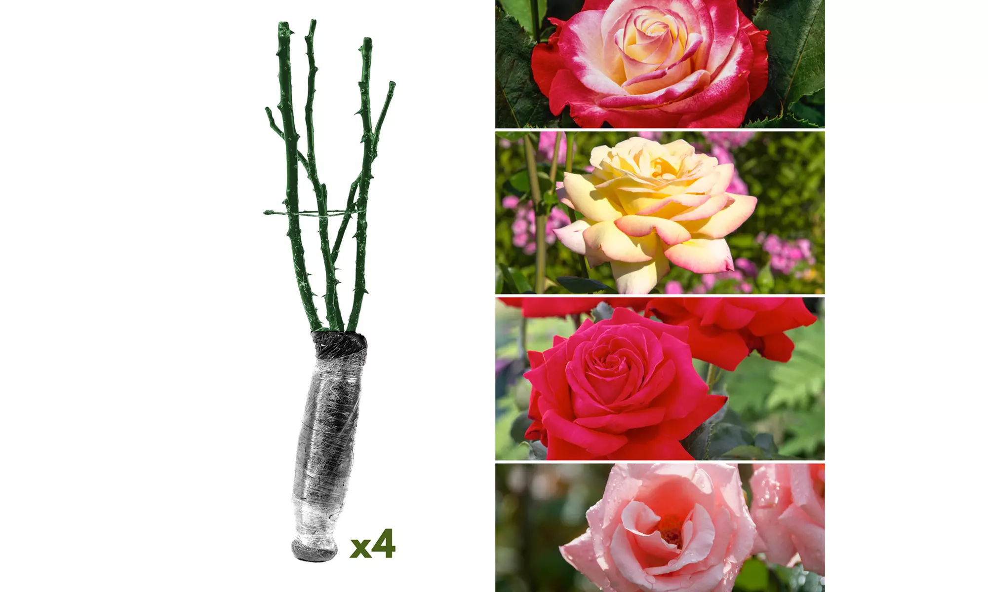 Set van 4 grootbloemige rozen van het