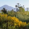 Image 1: Explore Rare Native Plants at California Botanic Garden