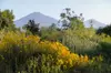 Discover Serene Beauty & Explore 86 Acres of Rare California Native Plants at California Botanic Garden