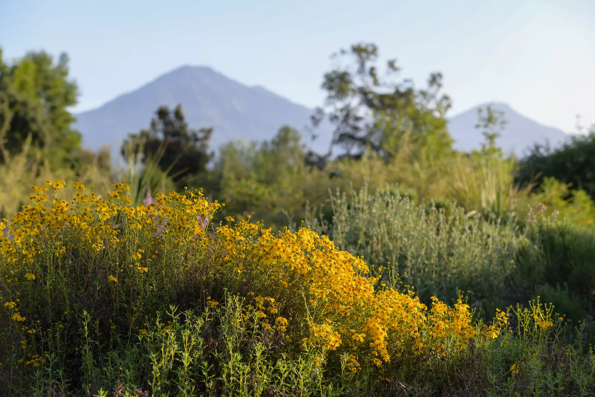 Discover Serene Beauty & Explore 86 Acres of Rare California Native Plants at California Botanic Garden - Primary Image