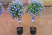 Two Standard Evergreen Ceanothus Trees with Optional Planters - Second Medium