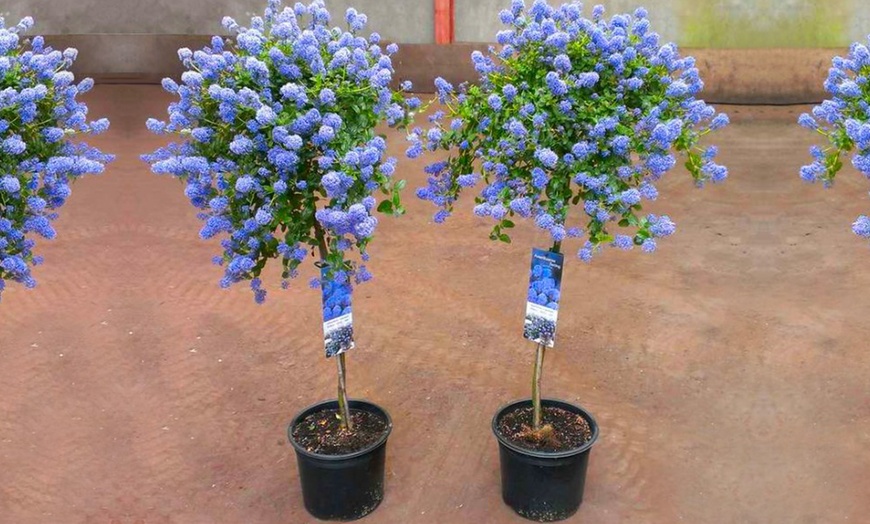 Image 4: Two Standard Ceanothus Trees