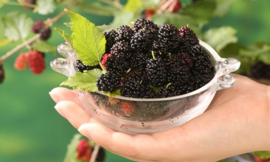 Image 13: 1, 2 or 3 Potted Fruit Plant Collections