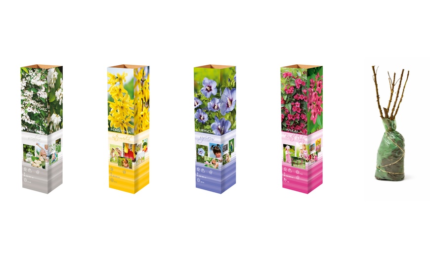 Image 3: Lot de 4 ou 8 arbustes ornementaux mix XL