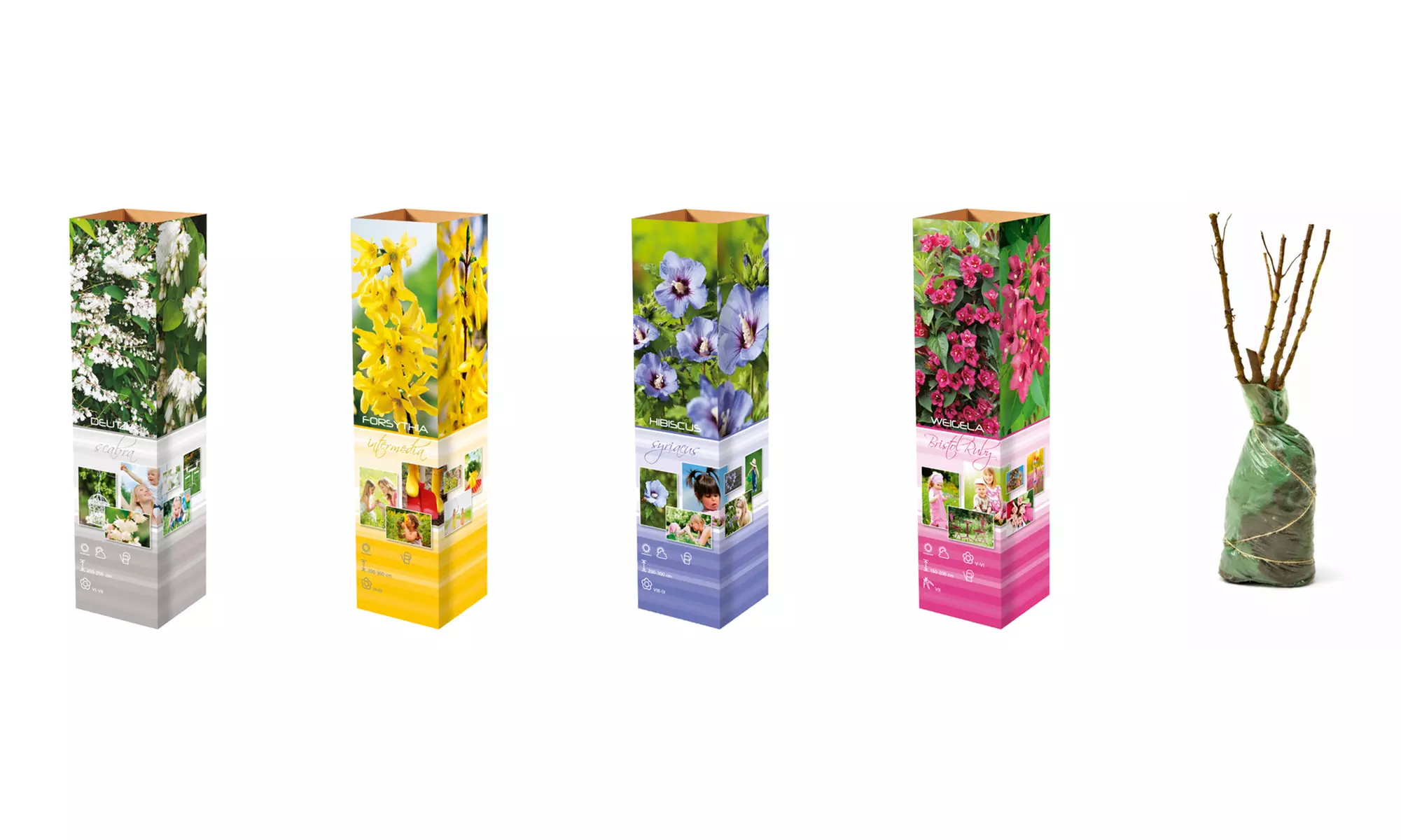 Lot de 4 ou 8 arbustes ornementaux mix XL