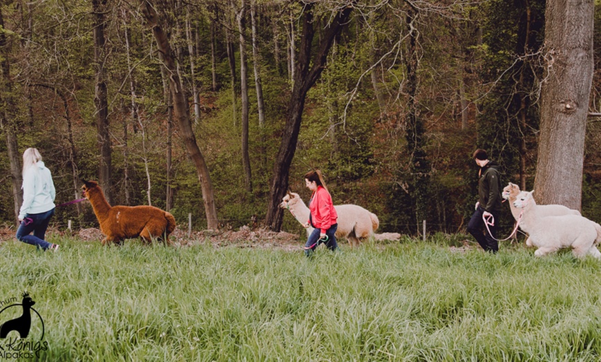 Image 4: Alpaka Gruppenwanderung für 2 Personen