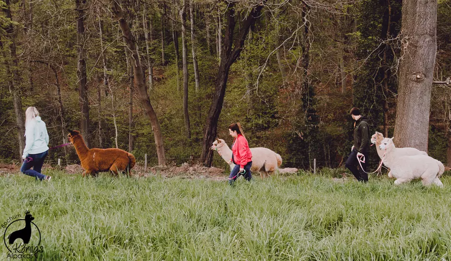 Alpaka Gruppenwanderung für 2 Personen