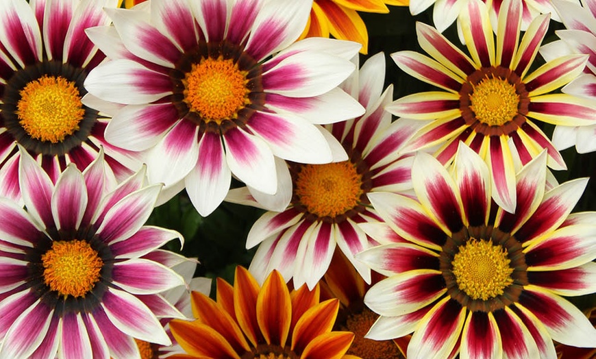 Image 5: 10 or 20 Gazania 'Firecracker' Garden-Ready Plants