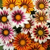 Image 5: 10 or 20 Gazania 'Firecracker' Garden-Ready Plants