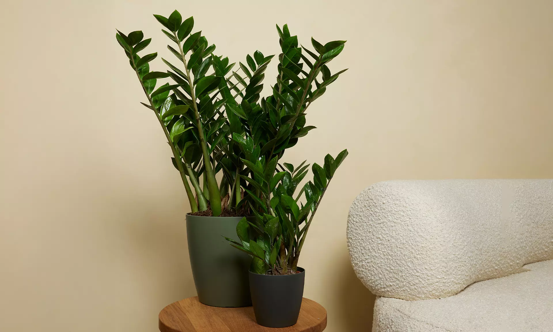 1 of 2 Zamioculcas zamiifolia (ZZ-planten) in verschillende maten - Primary Image