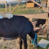 Image 1: Poznaj przyjazne zwierzęta: bilety rodzinne do Mini Zoo Uszate Ranczo