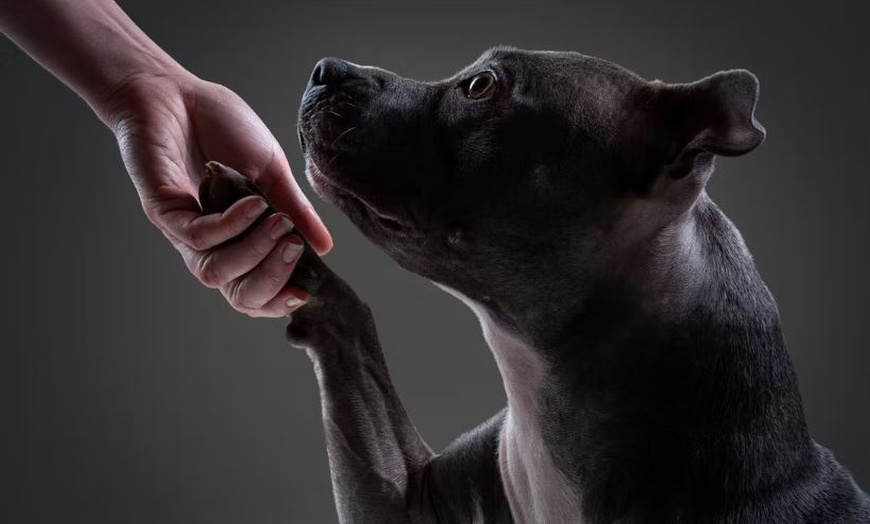 Image 5: Pet Multi Shoot: x2 10x8" Wall Blocks/x2 Digital Images & x1 Per Shoot