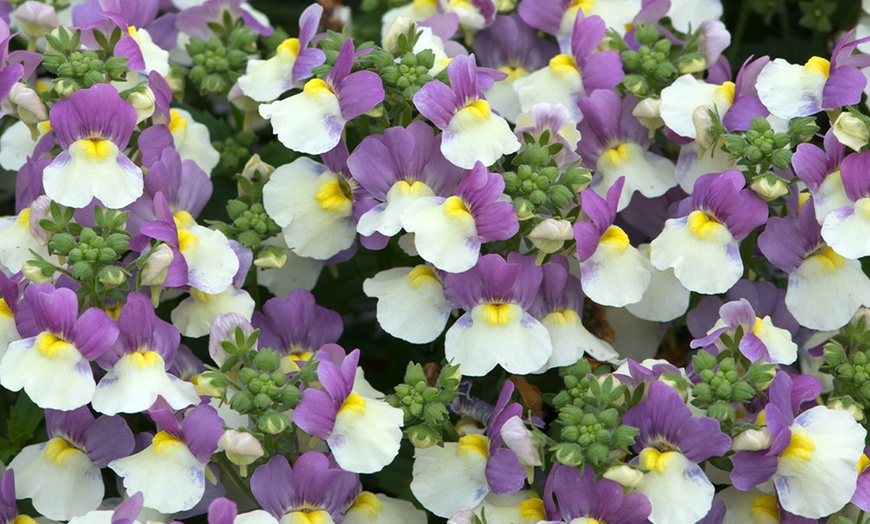 Image 2: YouGarden Cape Snapdragon ''Lovely Ladies'' Flower Collection