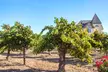 Wine Tasting w/ Chocolate Pairing for Two or Four w/ or w/o Bottle at Concannon Vineyard (Up to 42% Off) - Second Medium
