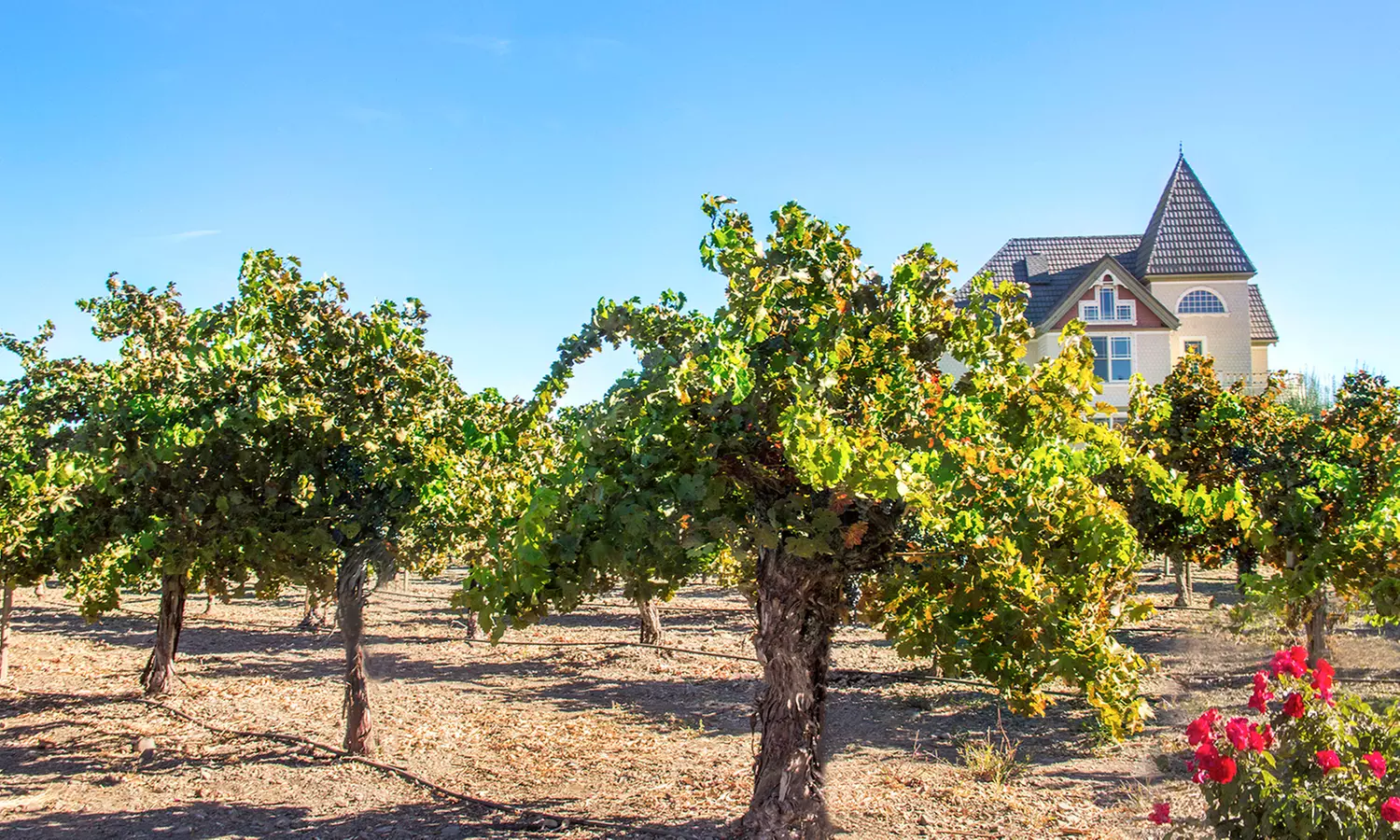 Wine Tasting w/ Chocolate Pairing for Two or Four w/ or w/o Bottle