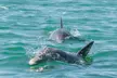 Explore Key West: Unforgettable Dolphin Watch & Snorkel Tours - Image 4
