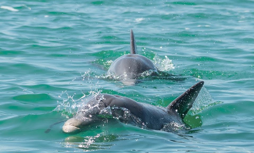 Image 4: Key West Dolphin Watch & Snorkel Tour