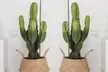 1 ou 2 cactus Euphorbia Cowboy, 60 à 70 cm à la livraison - Second Medium