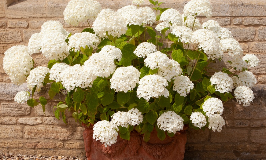 Image 4: YouGarden Tree Hydrangea Incrediball