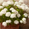 Image 4: YouGarden Tree Hydrangea Incrediball