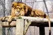 Admission for 2, 3, or 4 Guests to Safari Niagara  (Up to 31% Off) - Second Medium