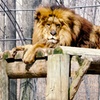 Image 2: Safari Niagara: Animal Encounters & Thrilling Adventures 