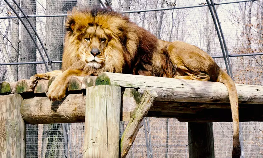 Admission to Safari Niagara (Up to 31% Off)