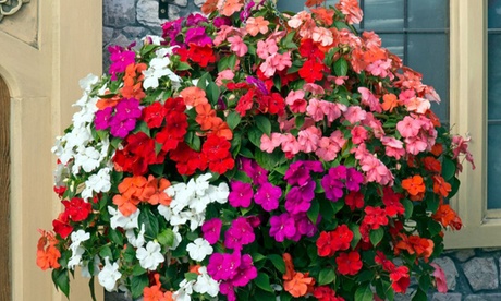 Groupon Unisex Busy Lizzie Garden Ready Plants: Beacon Mix/24 Garden Ready Plants