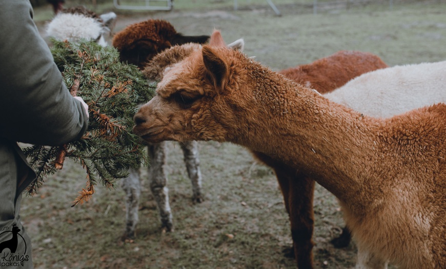 Image 3: Alpaka Gruppenwanderung für 2 Personen
