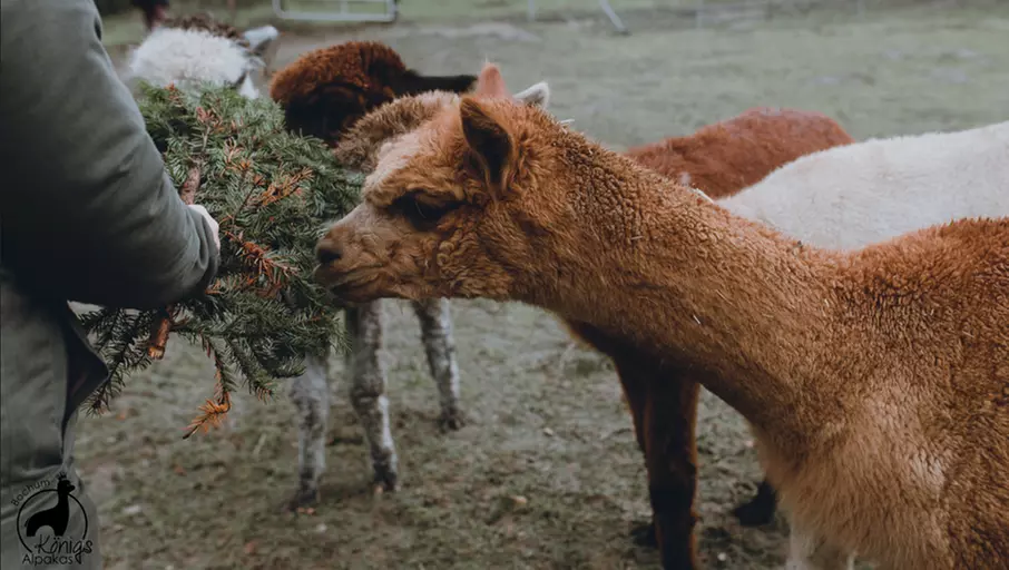 Alpaka Gruppenwanderung für 2 Personen