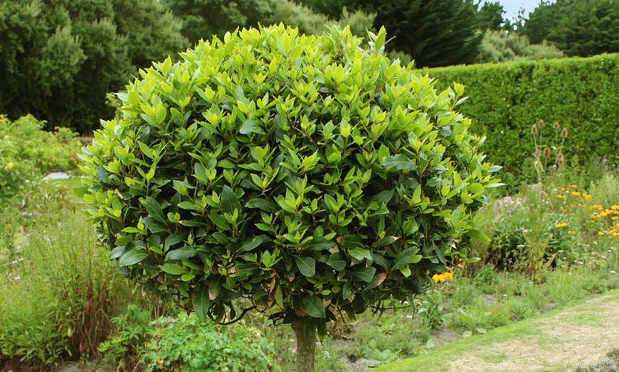 Image 2: YouGarden Standard Bay Tree 