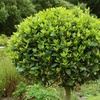 Image 2: YouGarden Standard Bay Tree 