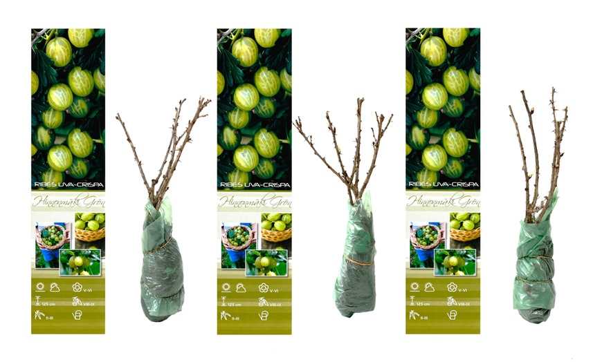 Image 7: 3er- oder 6er-Set rote oder grüne Stachelbeeren