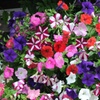 Image 1: Two Preplanted Petunia 'Wave' Mix Hanging Baskets