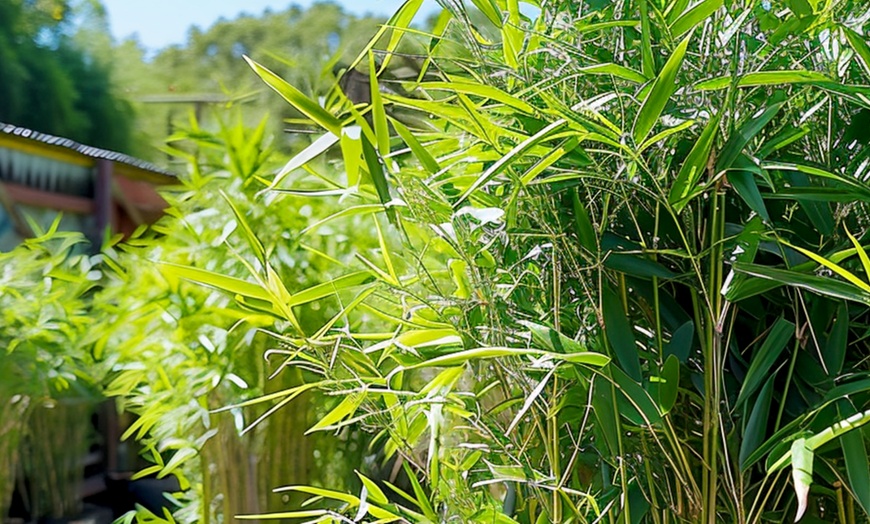 Image 5: Bambous noirs "Black Dragon - Fargesia nitida"