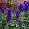 Image 1: One or Three Delphinium Dark Blue and White Bee Potted Plants