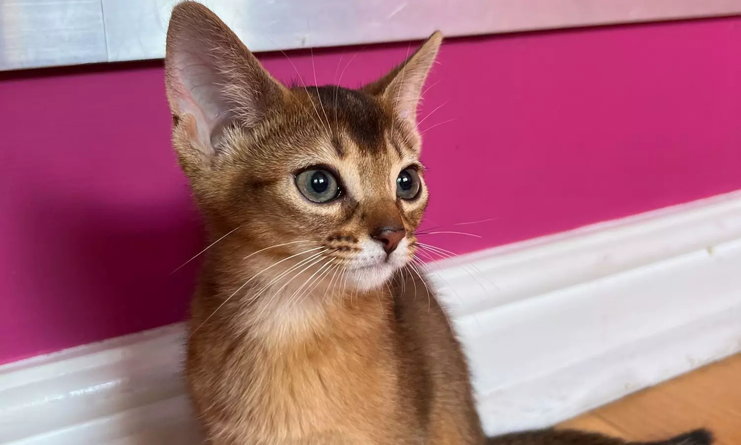 Find Your Zen: Yoga Classes With Adorable Kittens in London