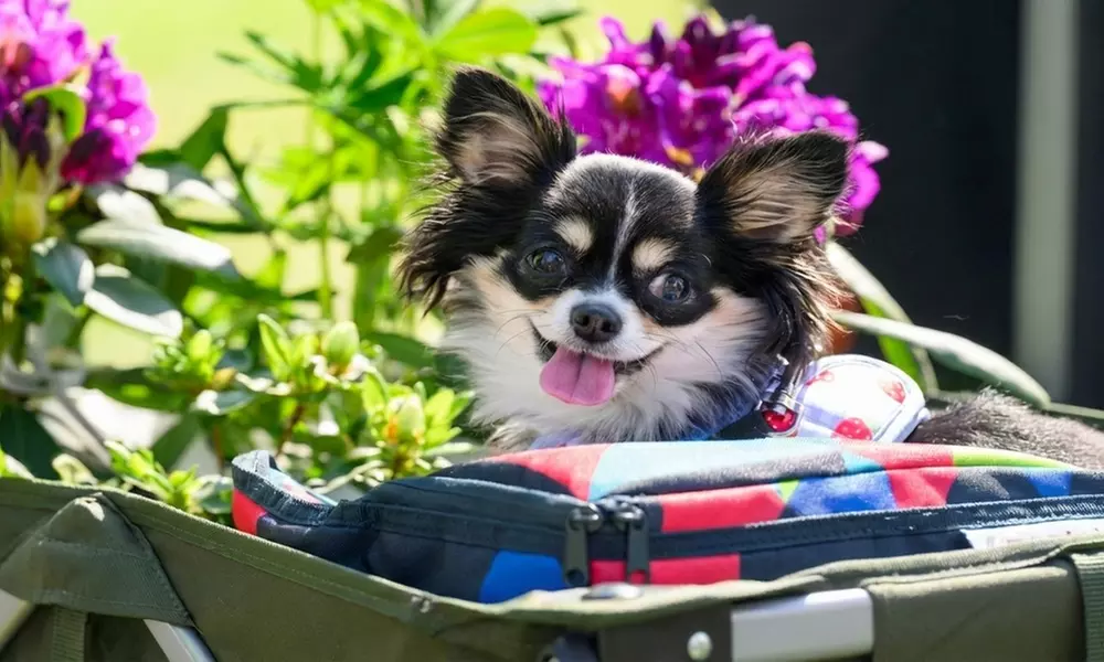 Adult Ticket to BBC Gardeners’ World Spring Fair