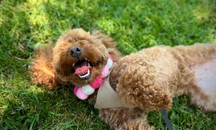 30-Minute GPS-Tracked Dog Walk - Walk Play Wag