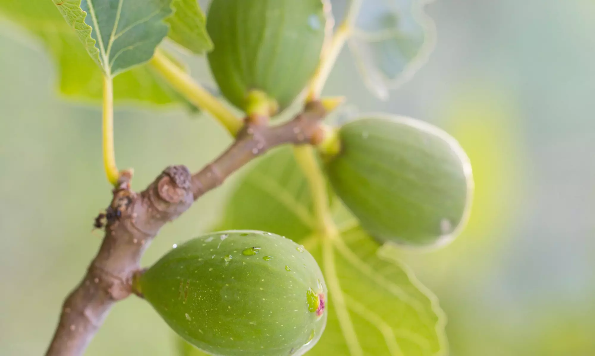 4er- oder 8er-Set mediterrane Obstbäume - Second Medium