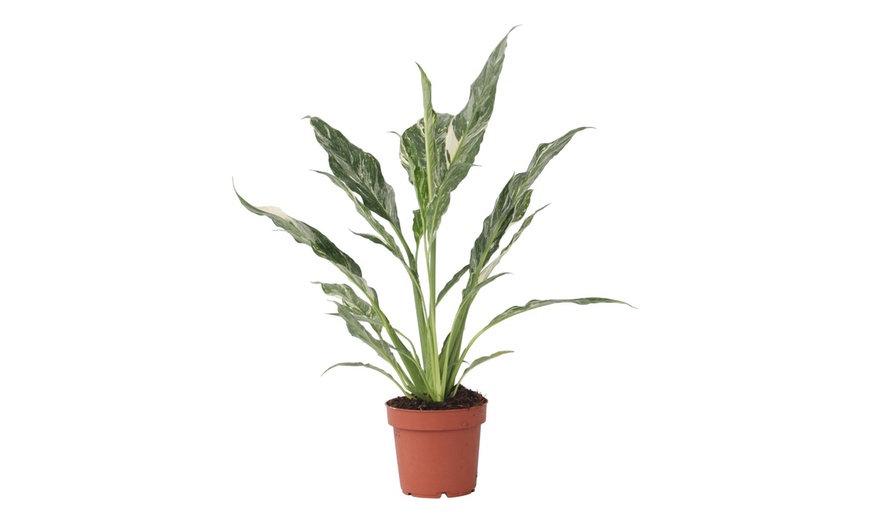 Image 3: Lys de la paix 'Spathiphyllum Diamond'