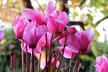 Pretty Pink Cyclamen Coum Flowers ( 3, 6, & 12 Bulbs With Planting Tool) - Second Medium