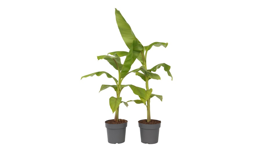 Image 2: Rootz Set of Two Musa Basjoo Hardy Banana Plants